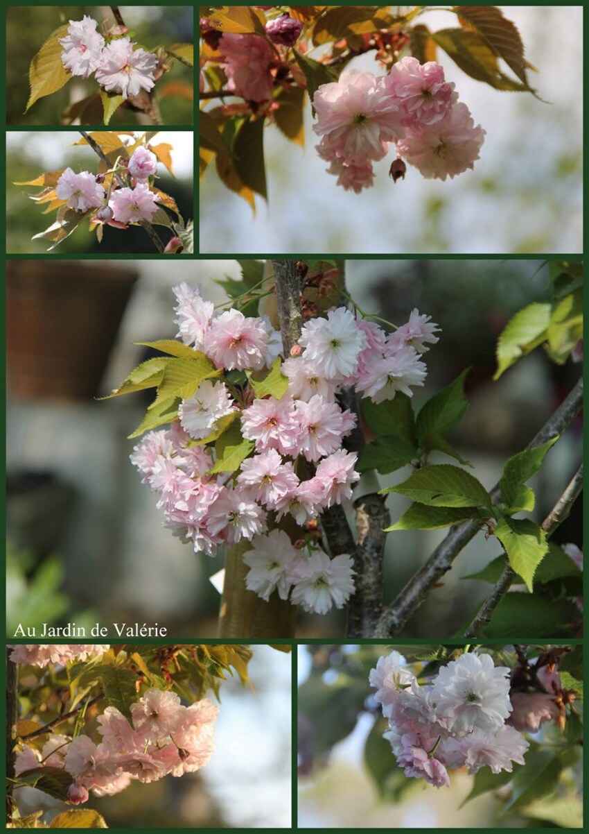 Prunus pink perfection