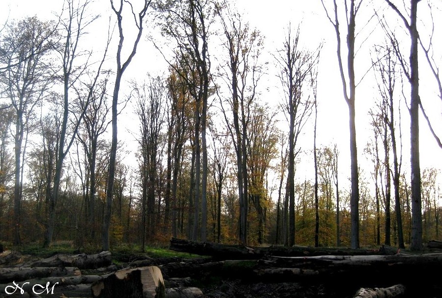 Promenade en forêt