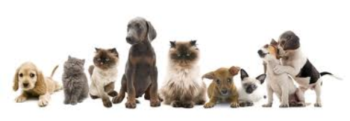 LES BIENFAITS DE LA ZOOTHÉRAPIE.