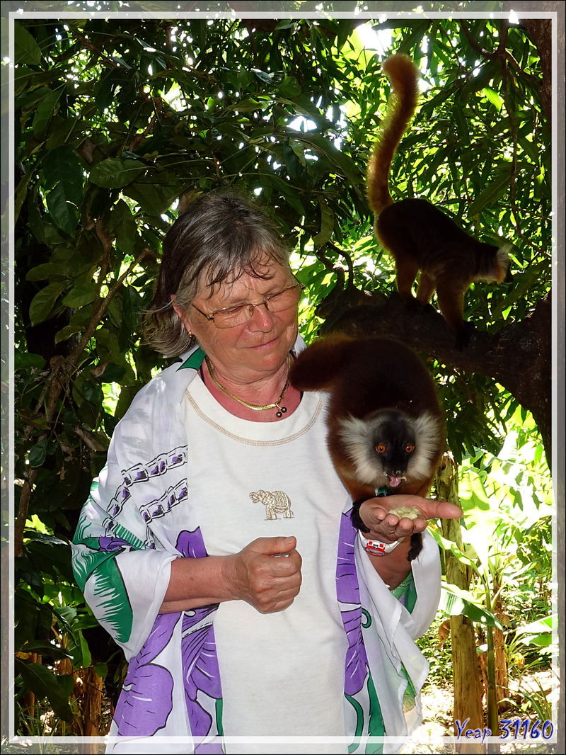 Lémurs noirs. Maki macaco (Eulemur macaco) - Nosy Komba - Madagascar