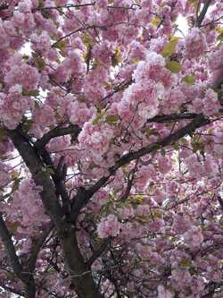 Photographier le printemps ! 