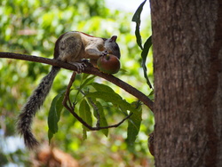 Ici les écureuils mangent des mangues!