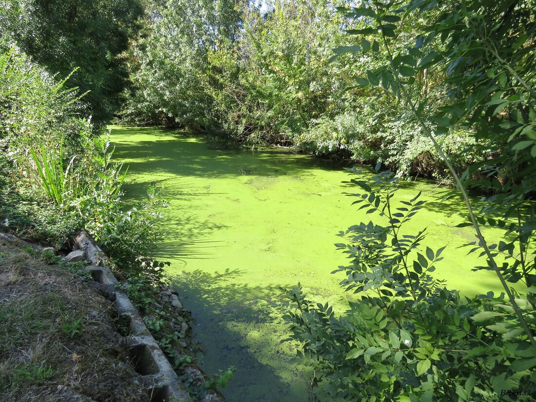 Maillezais dans le marais Poitevin