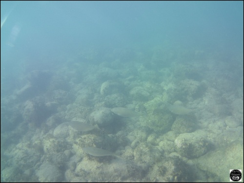 Grèce, vue sous-marine, de la mer Egée