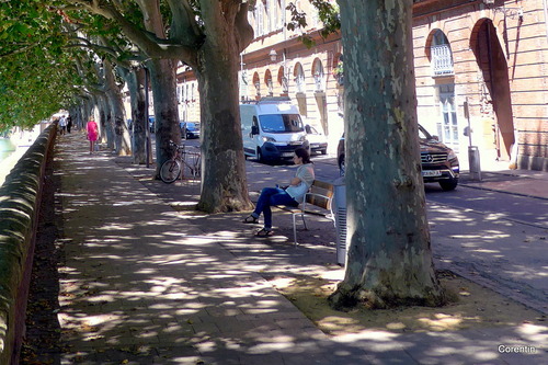 Toulouse : platanes, rue en bord de Garonne