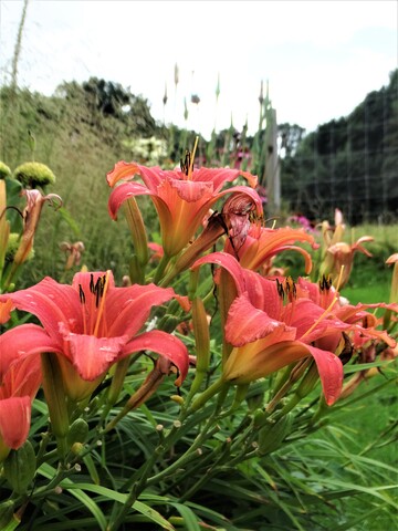 Scènes estivales dans le jardin 2 (3ème partie)