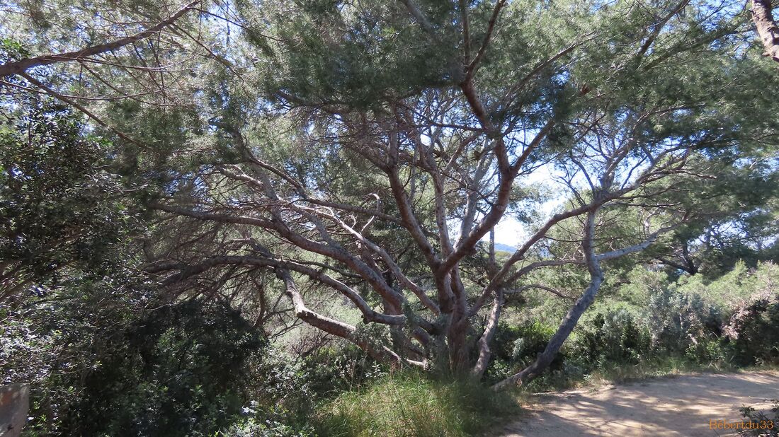 la presqu'île de Giens - 10