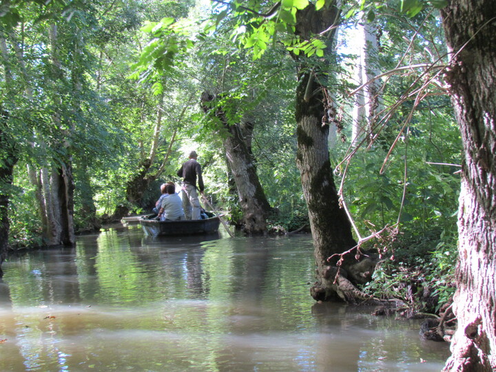 PROMENADE EN BARQUE DANS LE MARAIS POITEVIN . DEUX SEVRES .