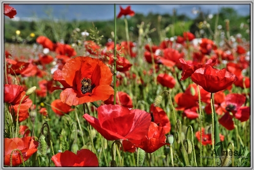 Dans la lumière de l'été On s'est aimé ! ... on s'est aimé ! Et j'ai tant appuyé Mes lèvres sur son coeur, Qu'à la plac' du baiser Y avait comm' une fleur :