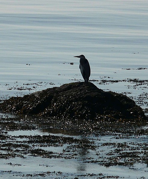 Heron3-10-11-011.jpg