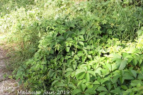 Parthenocissus inserta - Parthenocissus quinquefolia  -  vigne vierge