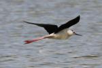 Oiseaux
