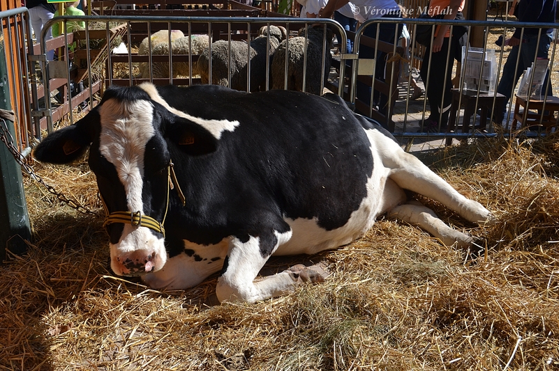 Rambouillet : Fête de la Saint Lubin : Veaux, vaches et ânes !