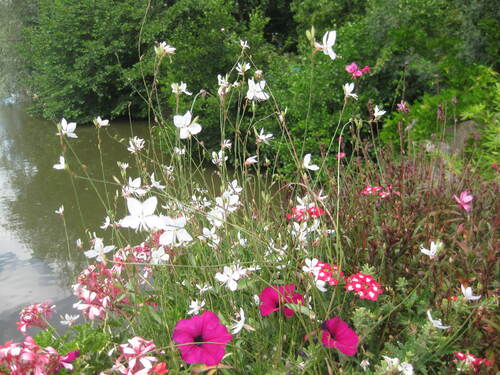 Fleurs près de la rivière