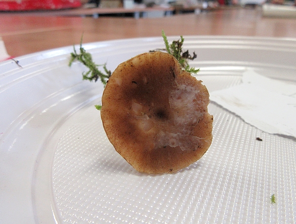 Une belle après-midi de détermination de champignons avec mes membres de la Société Mycologique du Châtillonnais