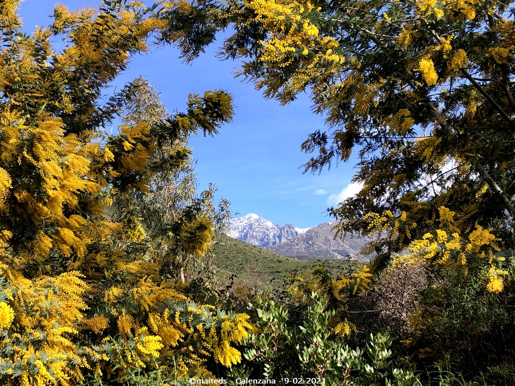 Mimosa - Calenzana