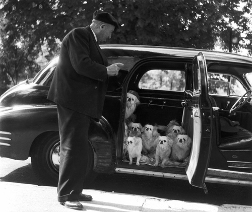 01 - Dogs and car