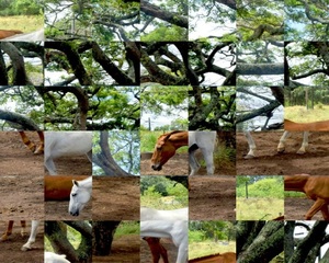 Jouer à WEG Horses in Maui puzzle