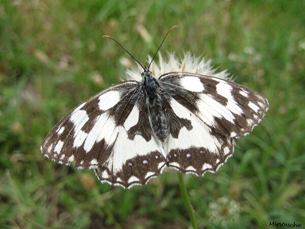 Papillons de jour ..