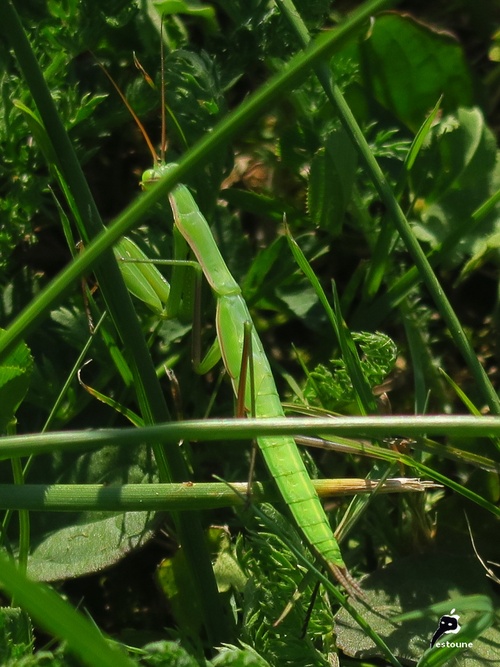 Mante religieuse (mantis religiosa)