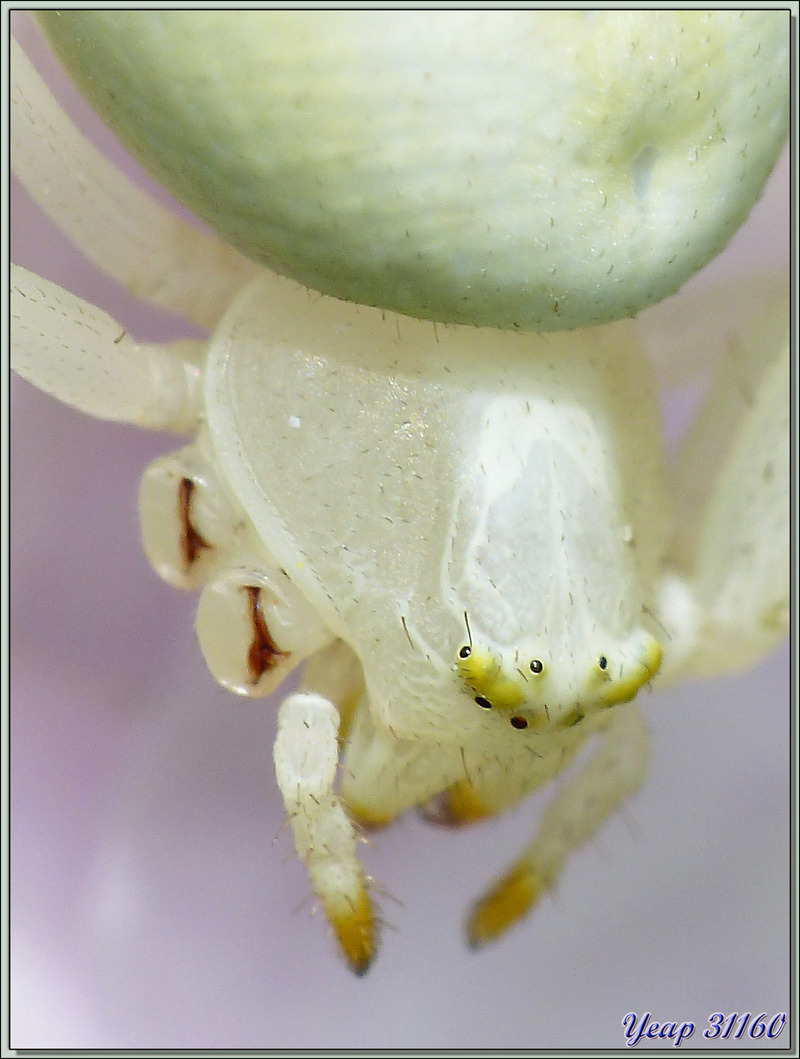 Araignée crabe Thomise variable (Misumena vatia) - Lartigau - Milhas - 31