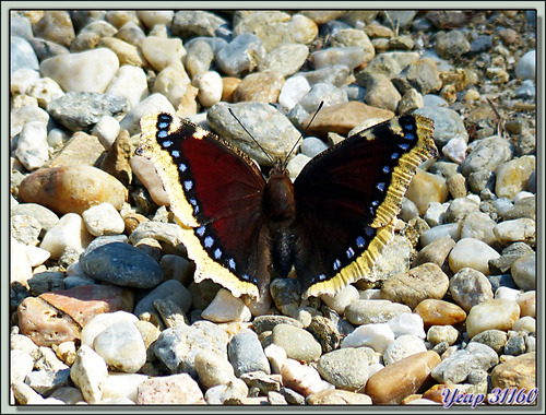 Papillon Morio (Nymphalis antiopa) - Gorges de la Carança - Thuès-Entre-Valls - 66