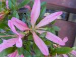 Identification par les fleurs !