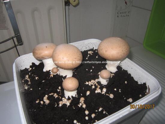 Faire pousser des champignons 2