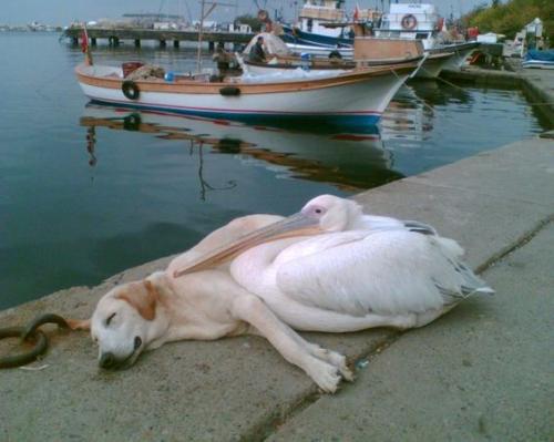 Tendresse animale ... et si les humains les imitaient !