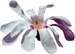 Tubes Fleurs