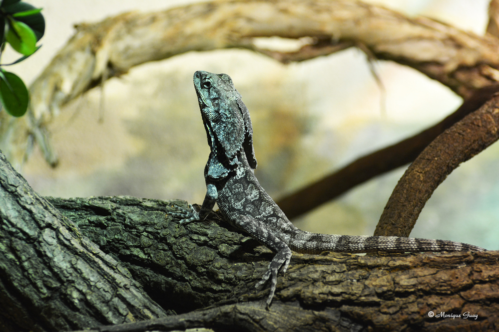 Vivarium du zoo d'Amnéville: gros plans