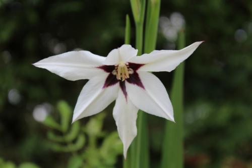 Floraison des derniers bulbes plantés ce printemps