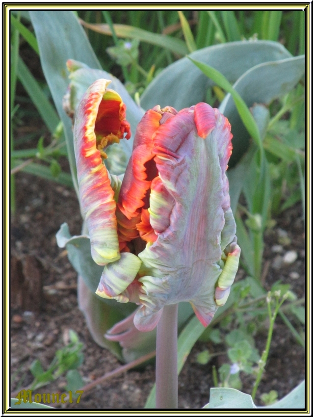 En attendant mon retour, je vous ouvre la porte du jardin