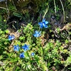 Gentiane printanière (Gentiana verna)