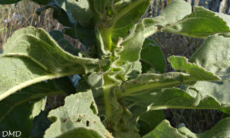 Verbascum densiflorum  = Verbascum thapsiforme  -  verbascum à fleurs denses