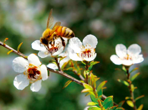 miel de manuka cicatrisant