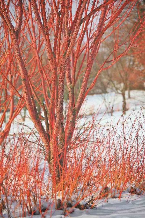 Jardins- d'hiver -photos