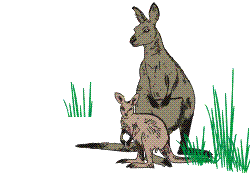 les kangourous. 