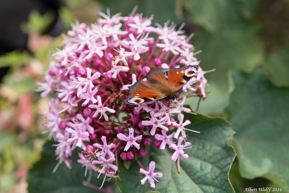 Histoire de papillon.