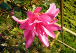 Identification par les fleurs !