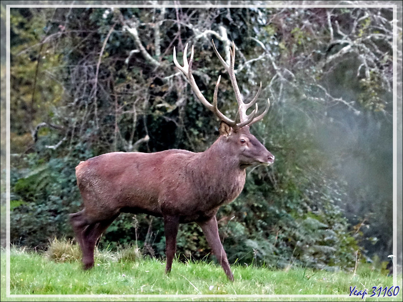 08/10/2021, 19 h 30 :  en fait c'est un cerf 13 cors (7 à gauche et 6 à droite) - Lartigau - Milhas - 31