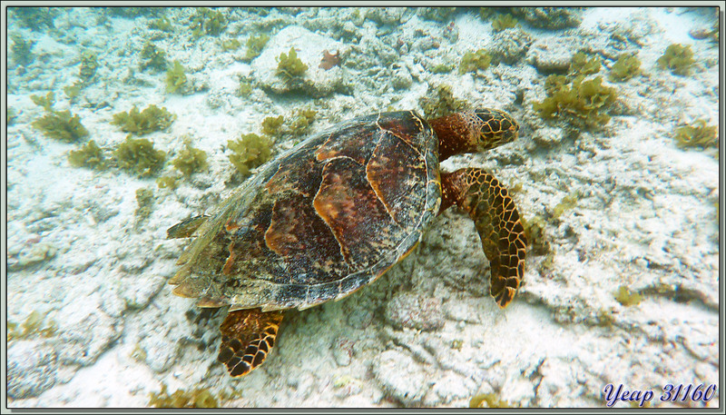 Tortue imbriquée ou à écailles ou caret (Eretmochelys imbricata) - Praslin - Seychelles