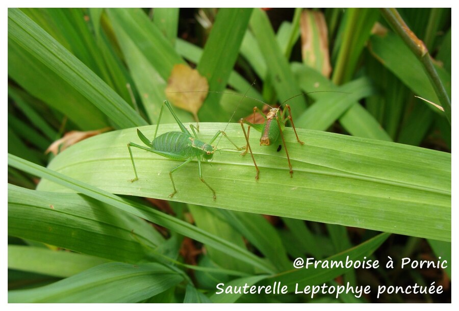 Sauterellle leptophye ponctuée