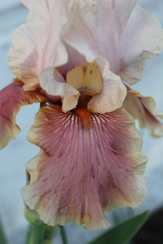 iris rose tendre 'Cameo Wine' de Promesse de fleurs