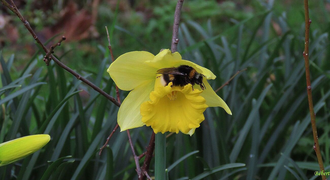 dans nôtre jardin 