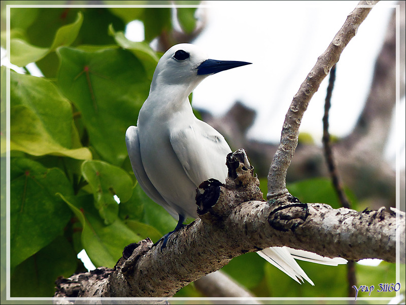 Gygis blanche ou Sterne blanche, White Tern (Gygis alba) - Huahine - Polynésie française