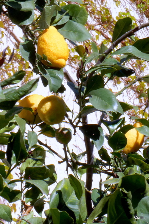 Les citrons sur l'arbre