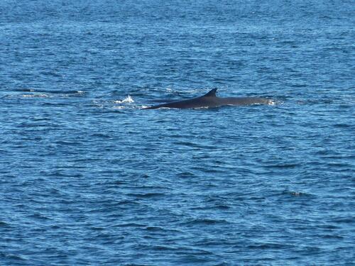 Croisière sur la Saint-Laurent à Tadoussac : baleines en vue !