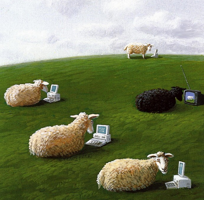 Michael Sowa sheep