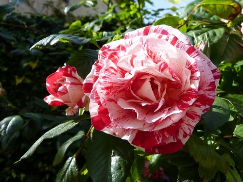 Foire des plantes Apremont 2017: